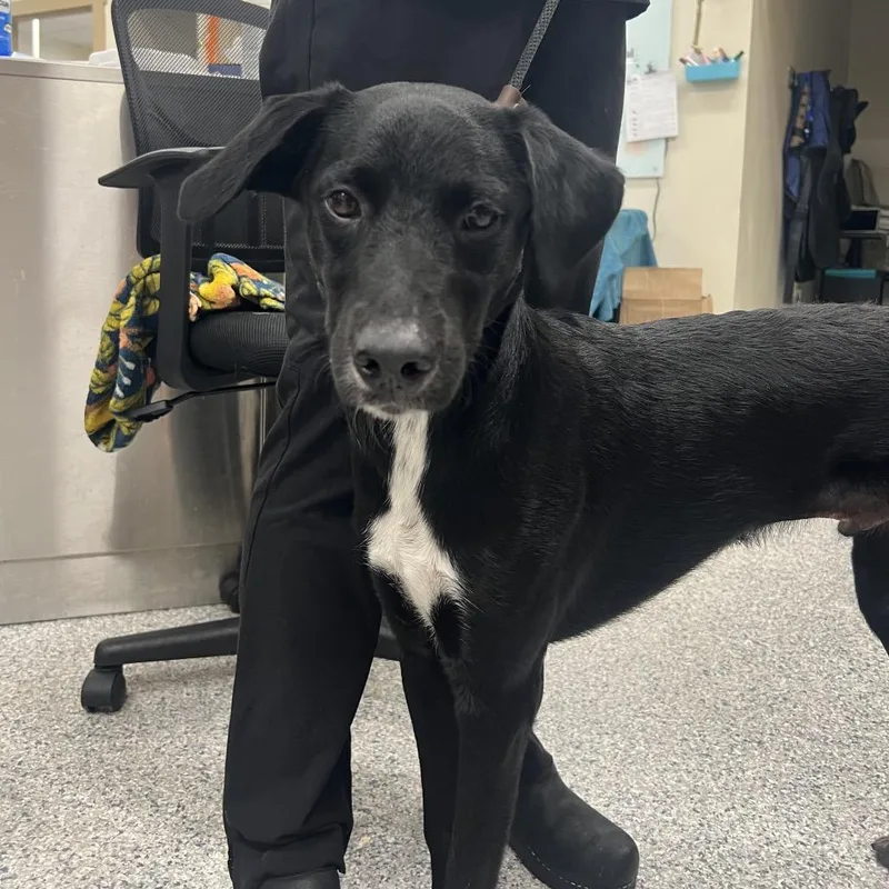 A young medium-sized male Black Poodle dog named Moro AKA Oso for adoption in LOXAHATCHEE, FL