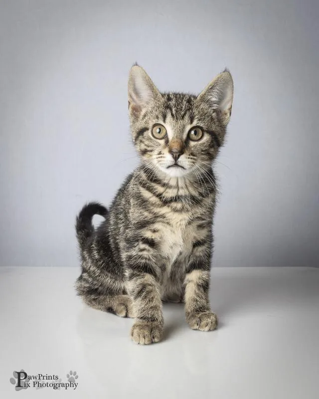 A young medium-sized male Buff & White Domestic Short Hair cat named Cooper for adoption in Maryville, TN