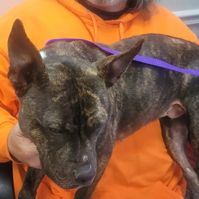 Bridgette thumbnail 2