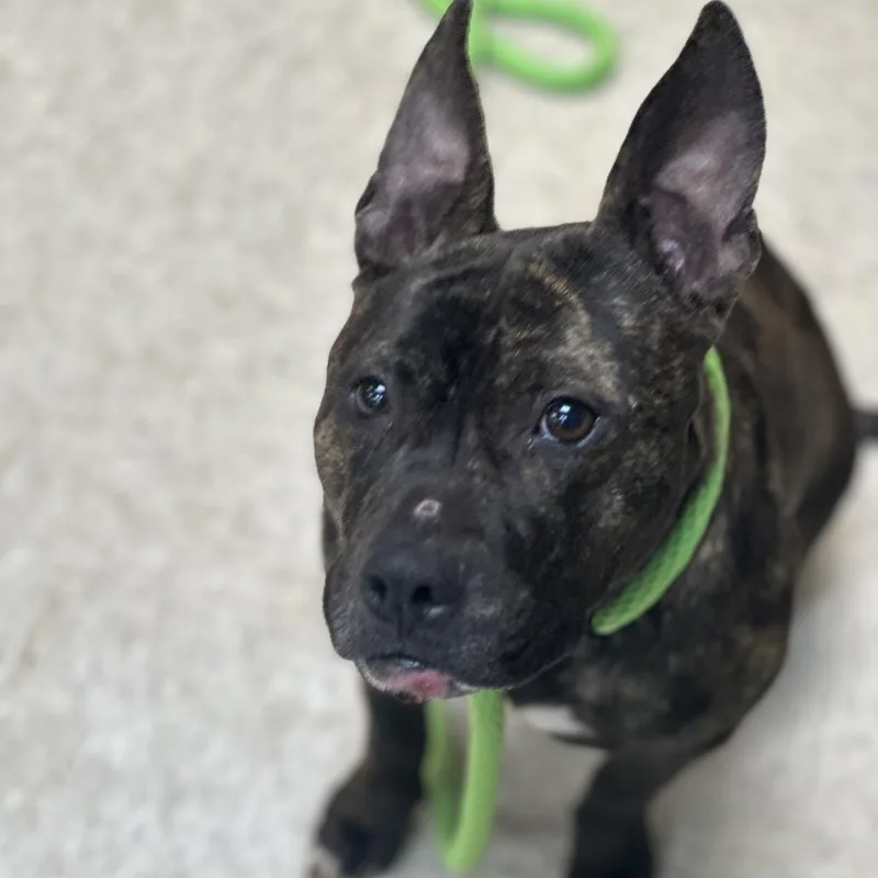 Bridgette thumbnail 3