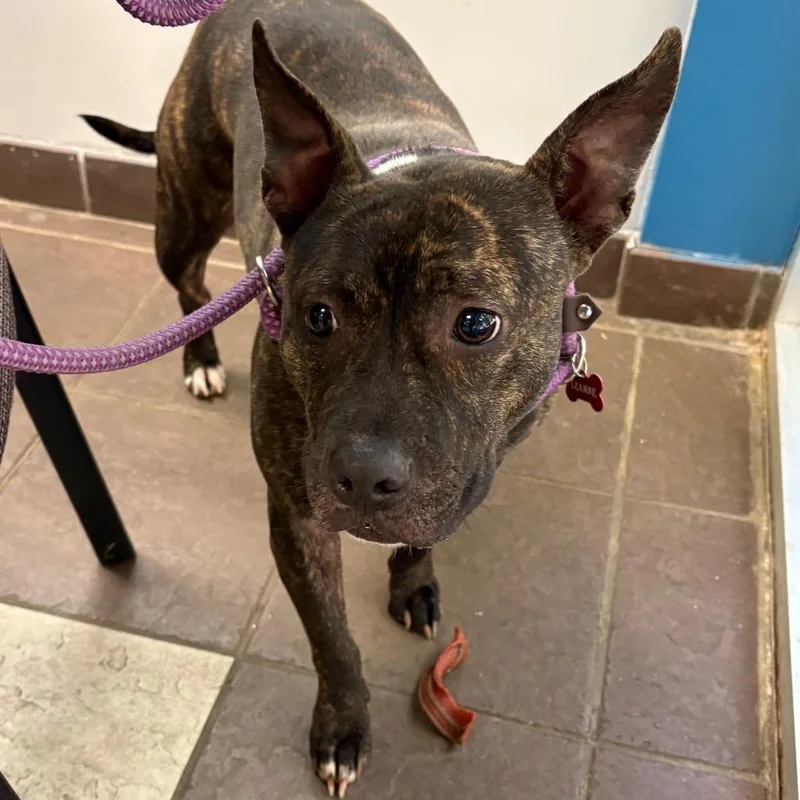 Bridgette thumbnail 4