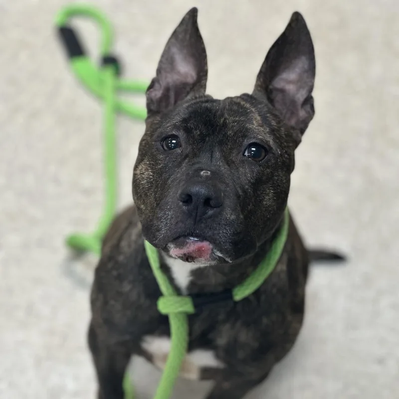 Bridgette thumbnail 5