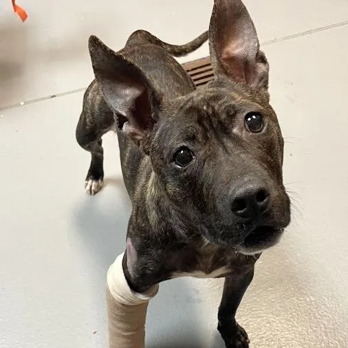 Bridgette thumbnail 6