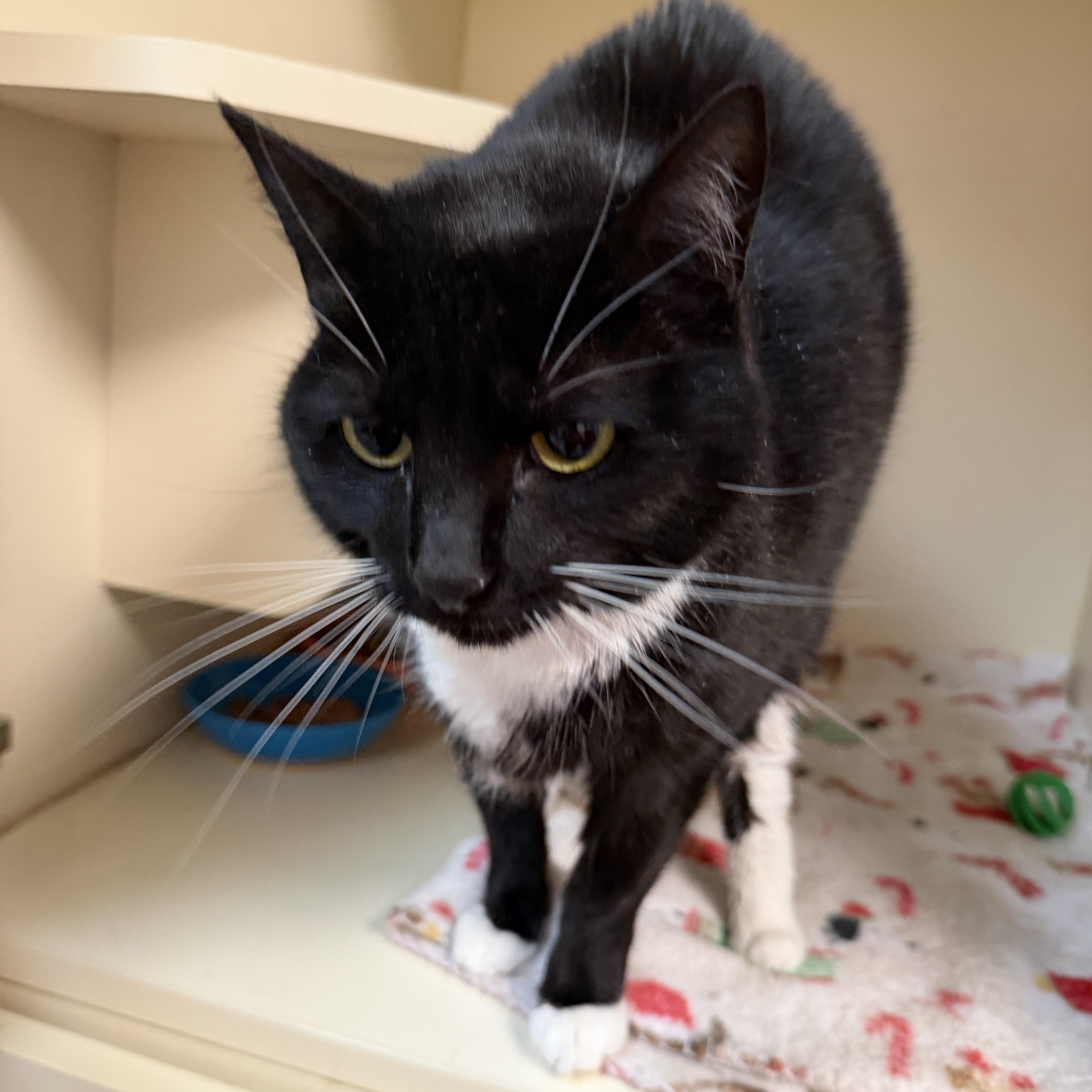 An adult medium-sized male Black Domestic Short Hair cat named Sid for adoption in Elyria, OH