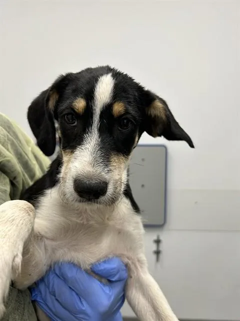 A baby large-sized female Labrador Retriever dog named Bubbles for adoption in Mesa, AZ