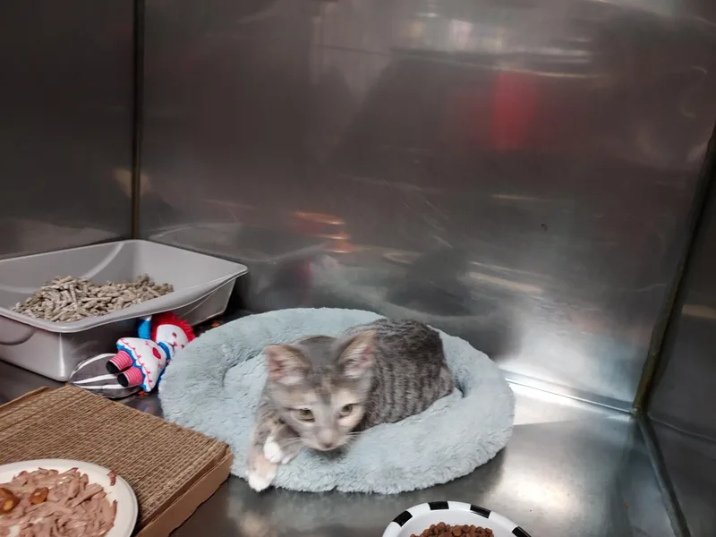 A baby small-sized female Dilute Calico Domestic Short Hair cat named Samantha for adoption in Ellicott City, MD