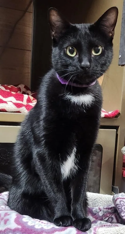 Bohdi.   Extreme thumbnail 2