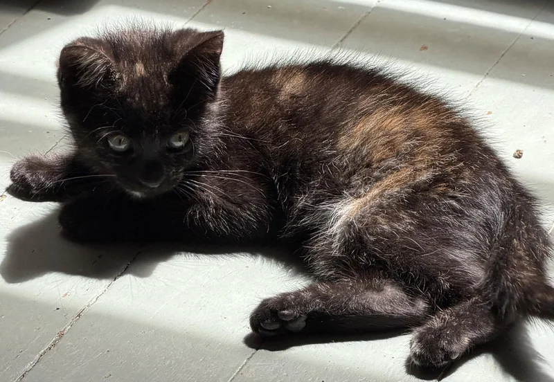 A baby medium-sized male Tabby cat named Chocolate & Creamsicle for adoption in San Luis Obispo, CA