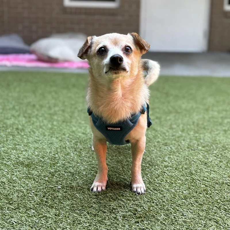 A senior small-sized male Yellow / Tan / Blond / Fawn Chihuahua dog named Otis for adoption in Mount Juliet, TN
