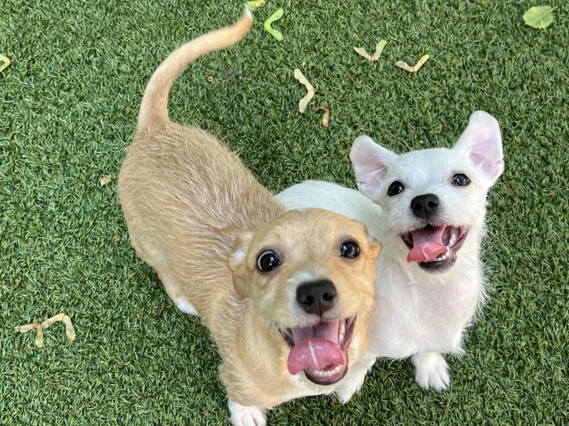 A baby small-sized male Apricot / Beige Wirehaired Terrier dog named Cedar And Tulip for adoption in Greenwich, CT