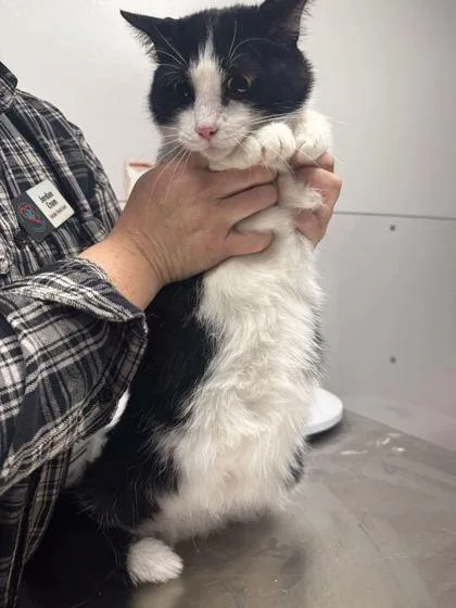 An adult large-sized female Domestic Short Hair cat named Priscilla for adoption in Sevierville, TN