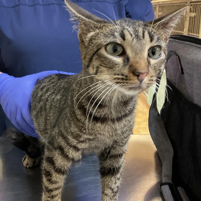 A young medium-sized female Brown / Chocolate Domestic Short Hair cat named Piper for adoption in Monroe, LA
