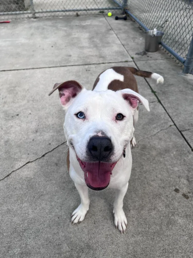 An adult large-sized male Tricolor (Brown, Black, & White) Pit Bull Terrier dog named Dakota for adoption in Bowling Green, OH