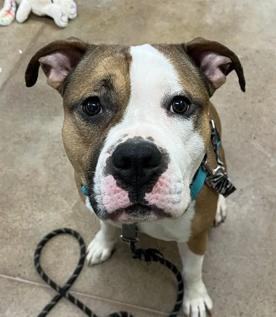 A young large-sized male Pit Bull Terrier dog named Crosby for adoption in Aliquippa, PA