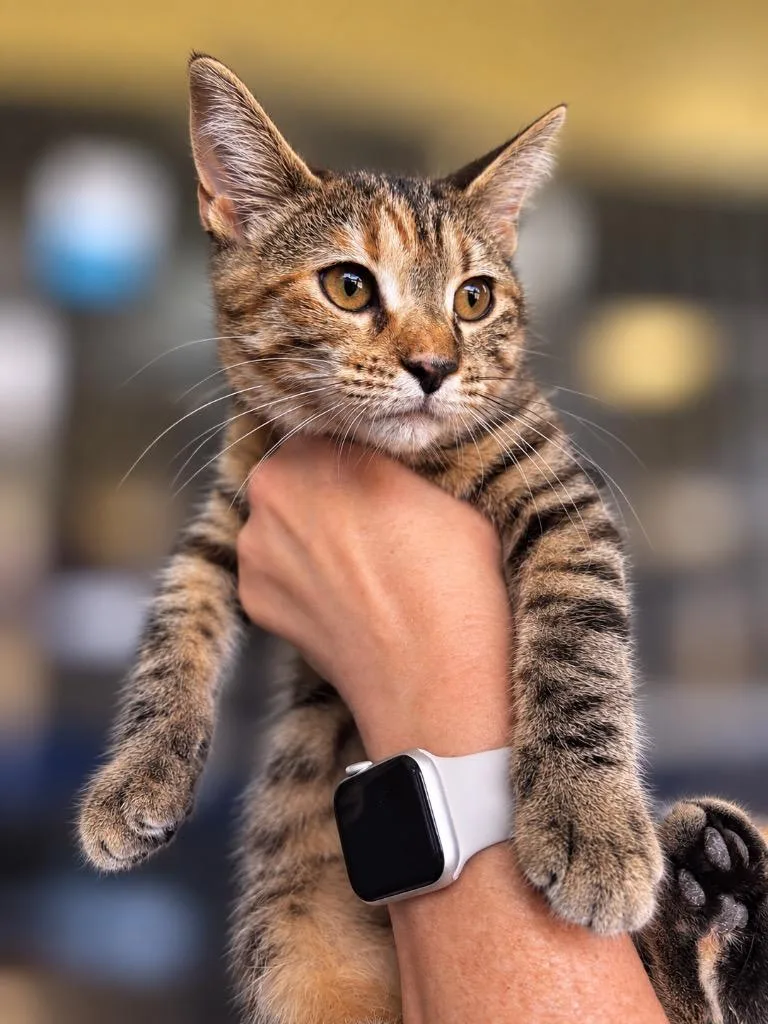 A baby small-sized female Domestic Short Hair cat named LuAnn for adoption in Lima, OH