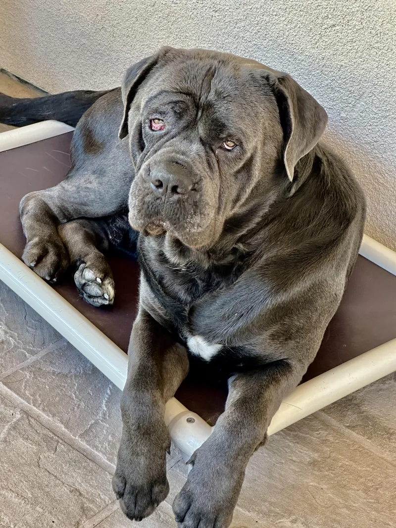 An adult extra large-sized male Gray / Blue / Silver Mastiff dog named Jax for adoption in Elk Grove, CA