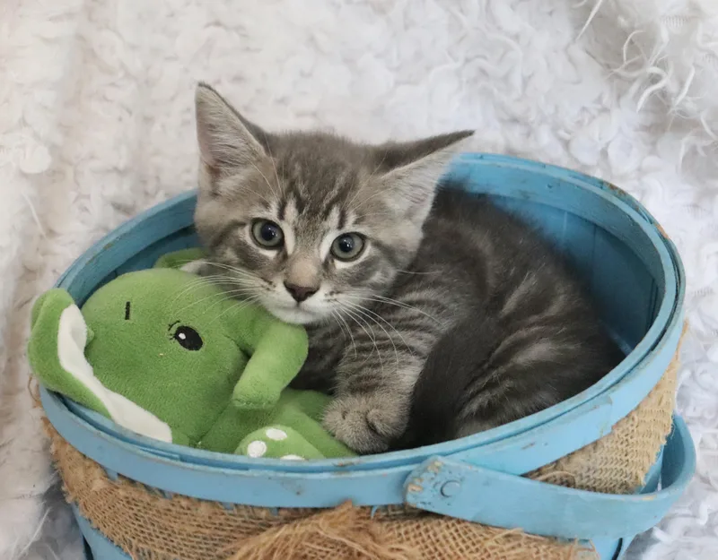 A baby large-sized male Tabby (Gray / Blue / Silver) Tabby cat named Jazz for adoption in Saint Augustine, FL
