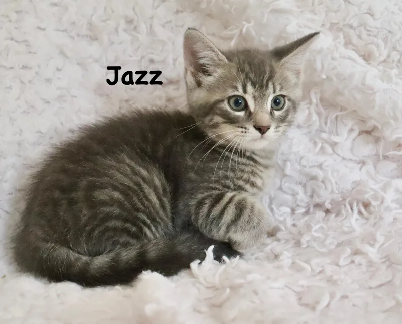 Jazz thumbnail 3