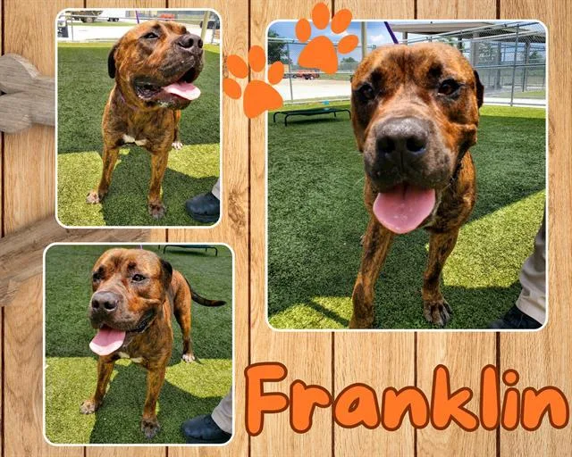 Franklin thumbnail 2