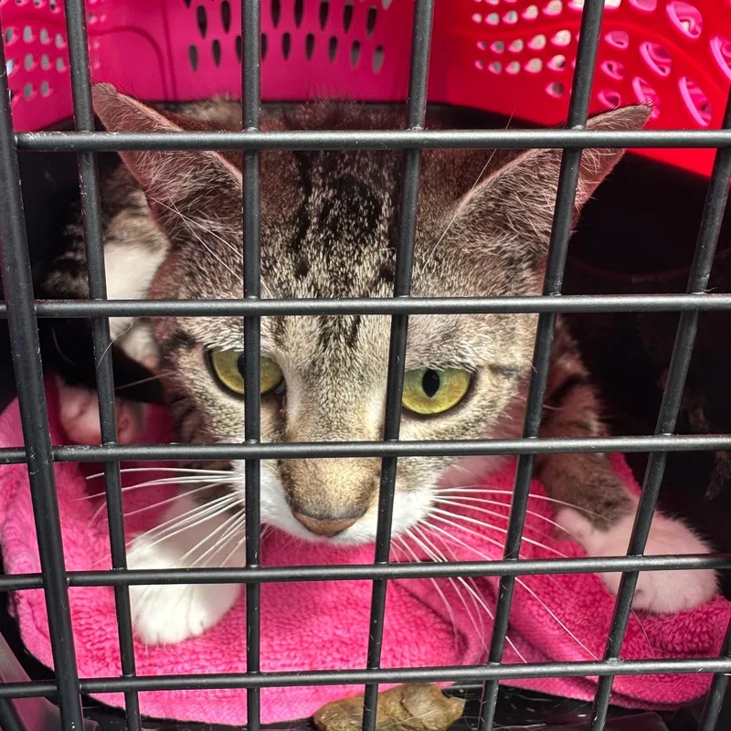 A young medium-sized female Domestic Short Hair cat named Delilah for adoption in Clifton, NJ