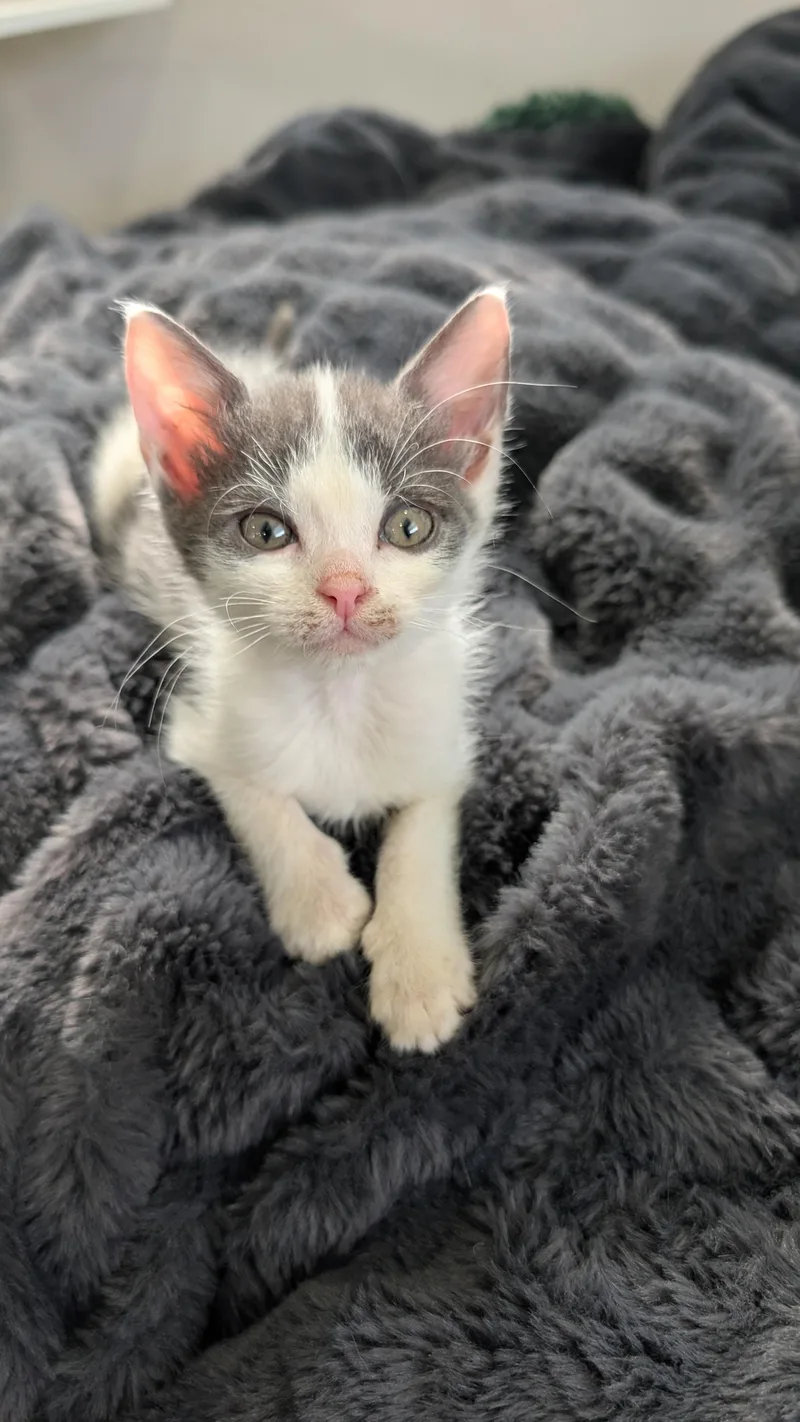 A baby small-sized male Domestic Short Hair cat named Wii for adoption in Haddon Heights, NJ