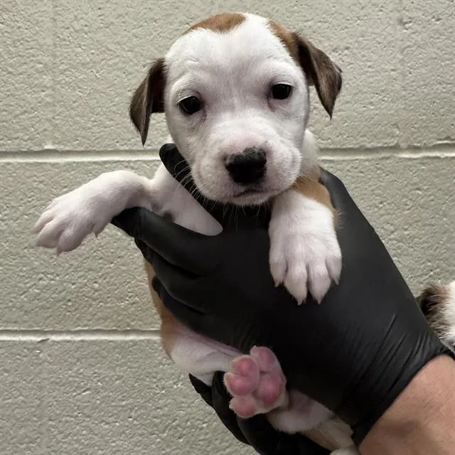 A baby small-sized female Pit Bull Terrier dog named Rami for adoption in Thousand Palms, CA