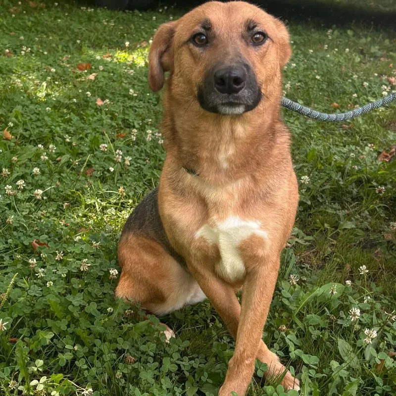 An adult medium-sized female Black Shepherd dog named Capone for adoption in Alexandria, VA