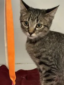 A young small-sized male Domestic Short Hair cat named Begonia for adoption in Roseville, CA