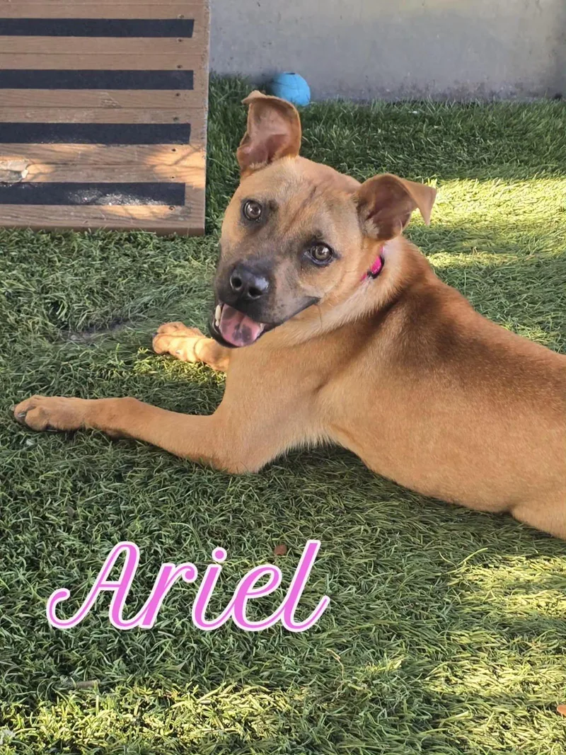 Ariel thumbnail 5