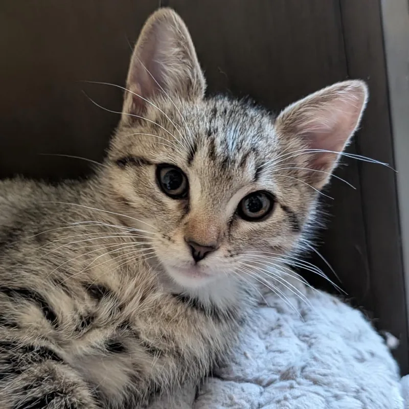 A baby small-sized female Brown / Chocolate Domestic Short Hair cat named Piper for adoption in Hawthorne, CA