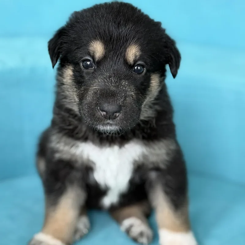 A baby large-sized female Anatolian Shepherd dog named Honey Local for adoption in Warwick, RI