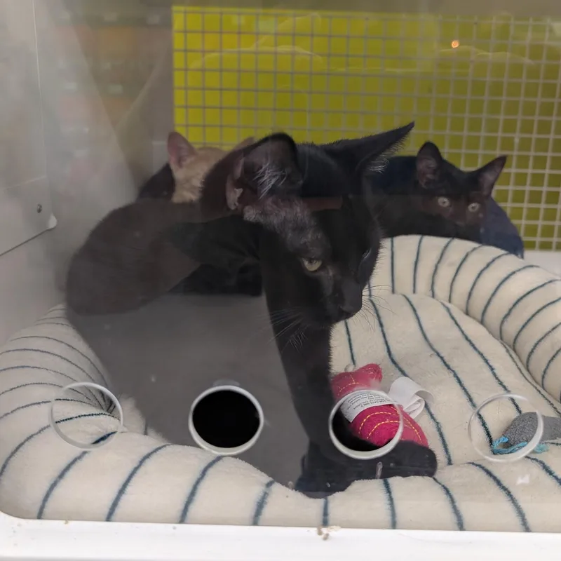 A baby medium-sized female Black Domestic Short Hair cat named Miranda for adoption in Brentwood, CA