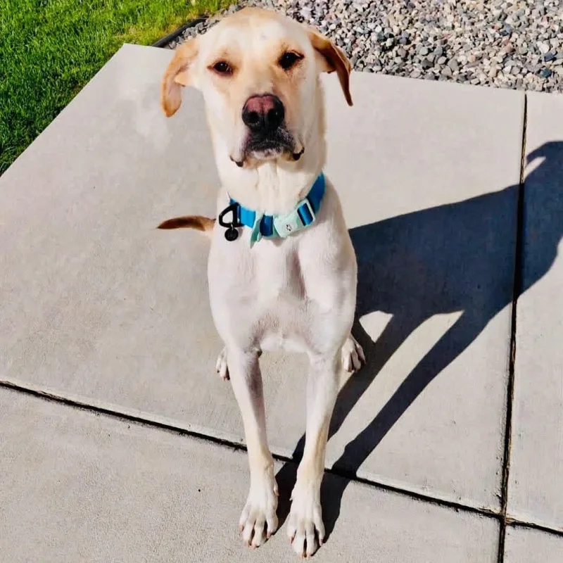 An adult medium-sized male Mixed Breed dog named Lennon for adoption in Wilsall, MT