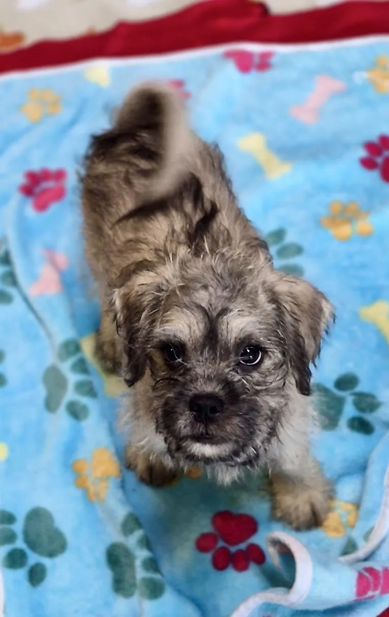 A baby small-sized male Apricot / Beige Maltese dog named Cedar for adoption in Los Angeles, CA