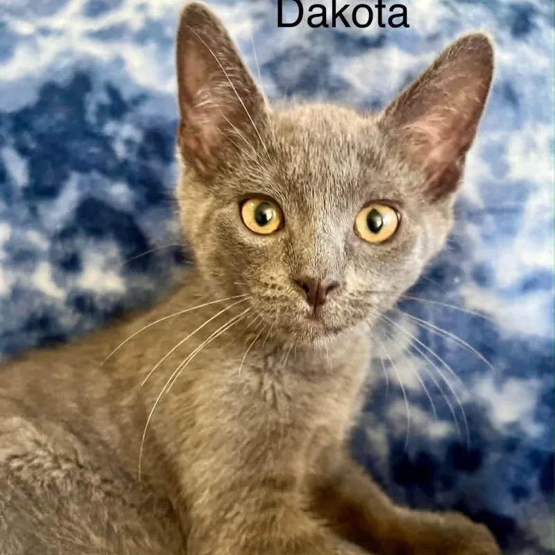 A baby medium-sized male Gray / Blue / Silver Russian Blue cat named Dakota for adoption in Wyandotte, MI