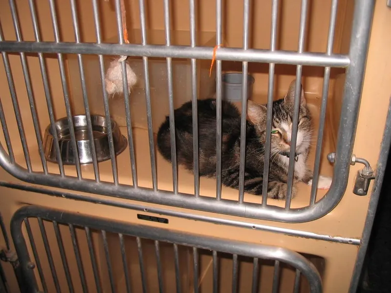 A young medium-sized female Tabby (Brown / Chocolate) Domestic Short Hair cat named Justina for adoption in Brooklyn, NY