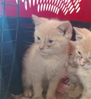 A baby small-sized male Domestic Short Hair cat named Dell Toledo for adoption in Louisville, KY