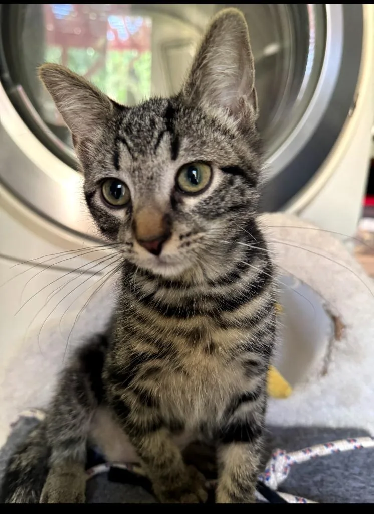 A young medium-sized female Tabby (Brown / Chocolate) Domestic Short Hair cat named Voulezvous for adoption in Shawnee, KS
