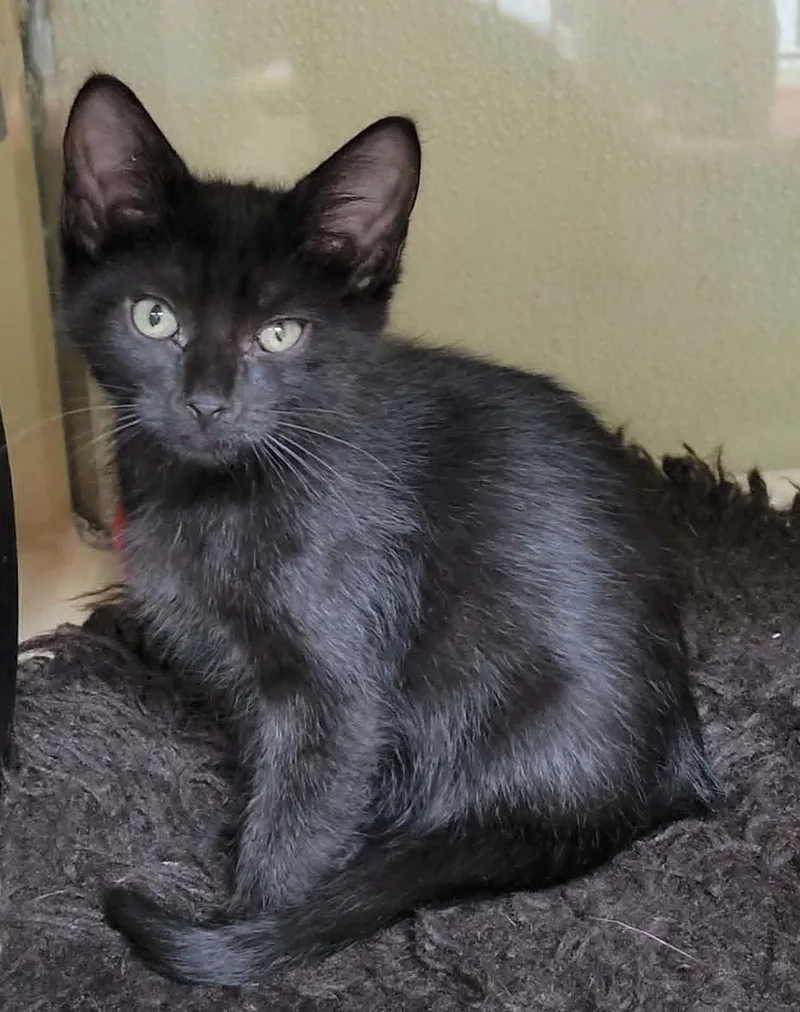 A baby medium-sized female Black Domestic Short Hair cat named Troi for adoption in Portage, WI