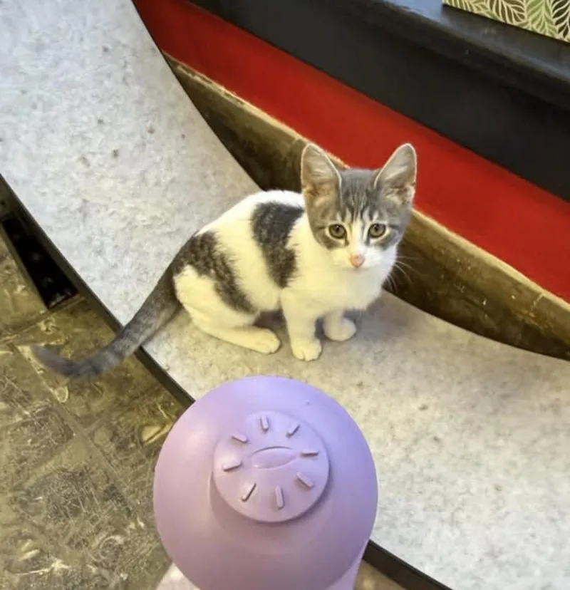 A baby medium-sized male Gray & White Domestic Short Hair cat named Artemis for adoption in Hamburg, NY