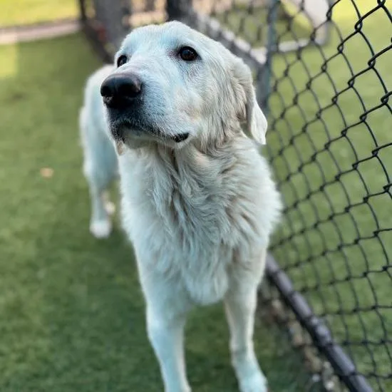 An adult large-sized female White / Cream Great Pyrenees dog named Spirit for adoption in Nampa, ID