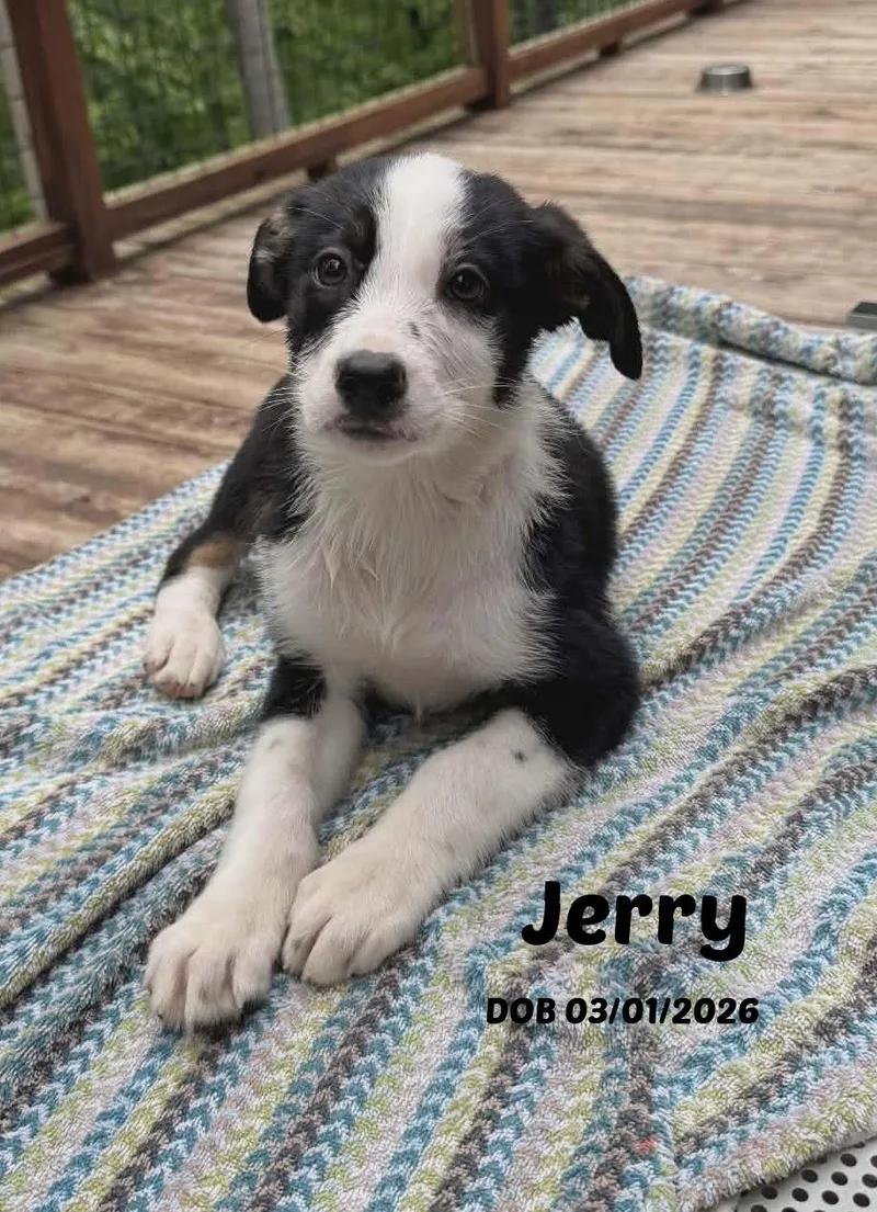Jerry