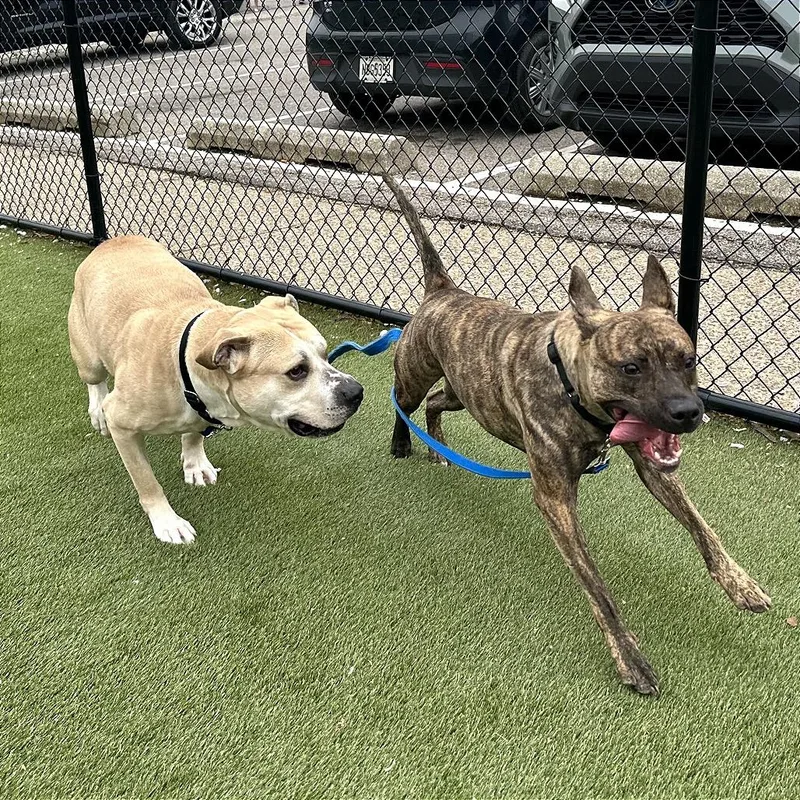 Butter Ball thumbnail 2