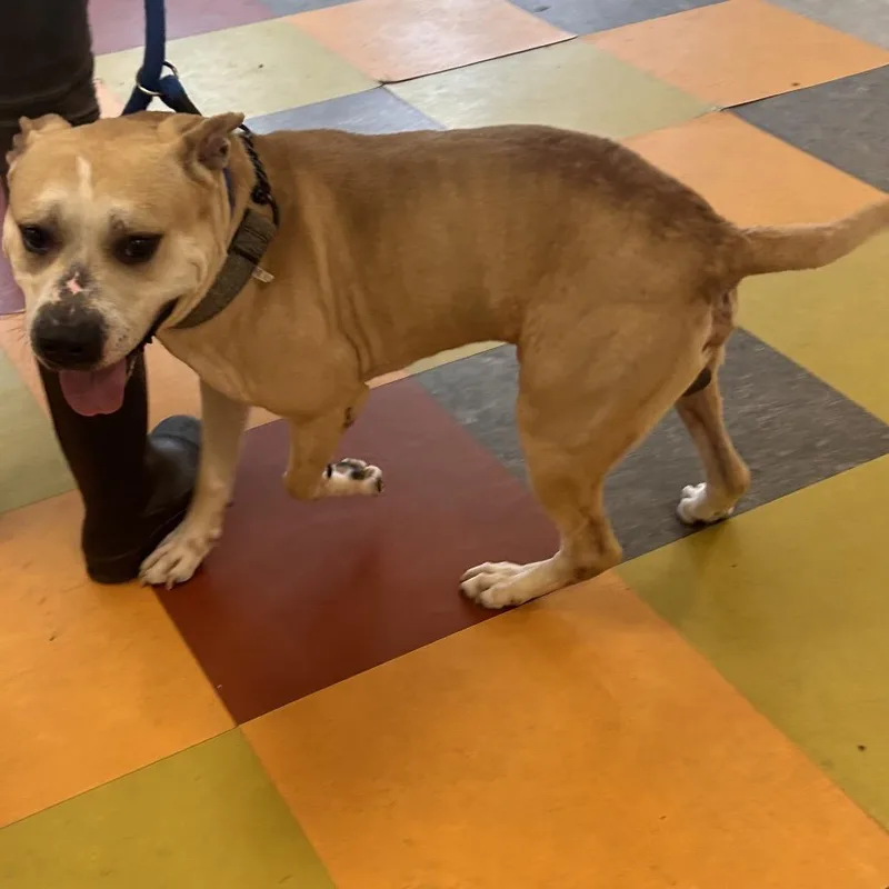 Butter Ball thumbnail 3