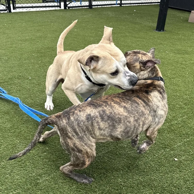 Butter Ball thumbnail 4