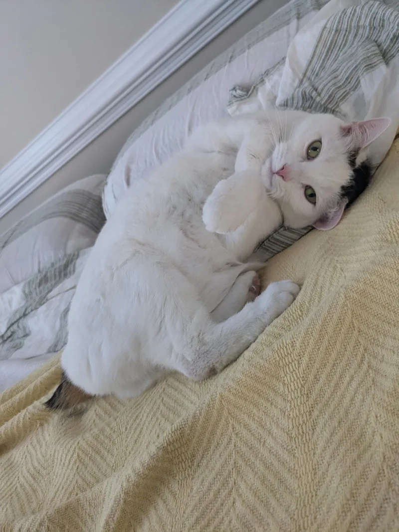 An adult medium-sized female White Turkish Van cat named Ella for adoption in Greensboro, NC