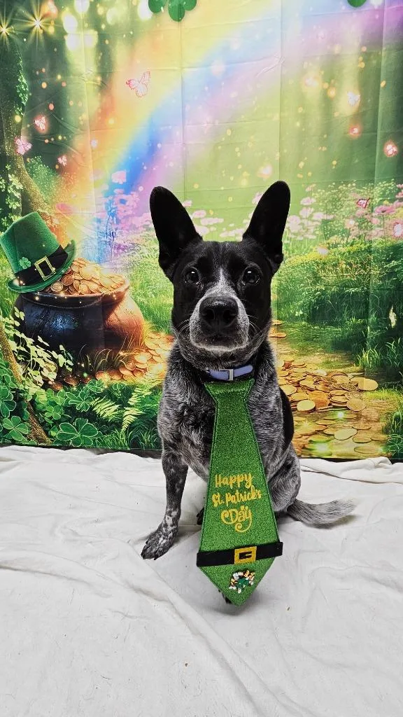 A senior medium-sized male Australian Cattle Dog / Blue Heeler dog named Bingo for adoption in Wabash, IN