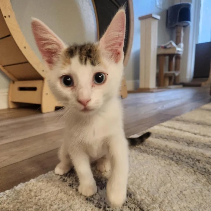 A baby small-sized female Calico Domestic Short Hair cat named Pixel for adoption in North Port, FL