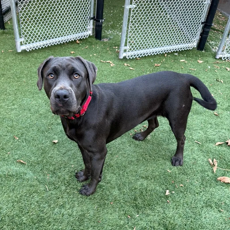 An adult medium-sized female Gray / Blue / Silver Labrador Retriever dog named Lisa for adoption in Naperville, IL