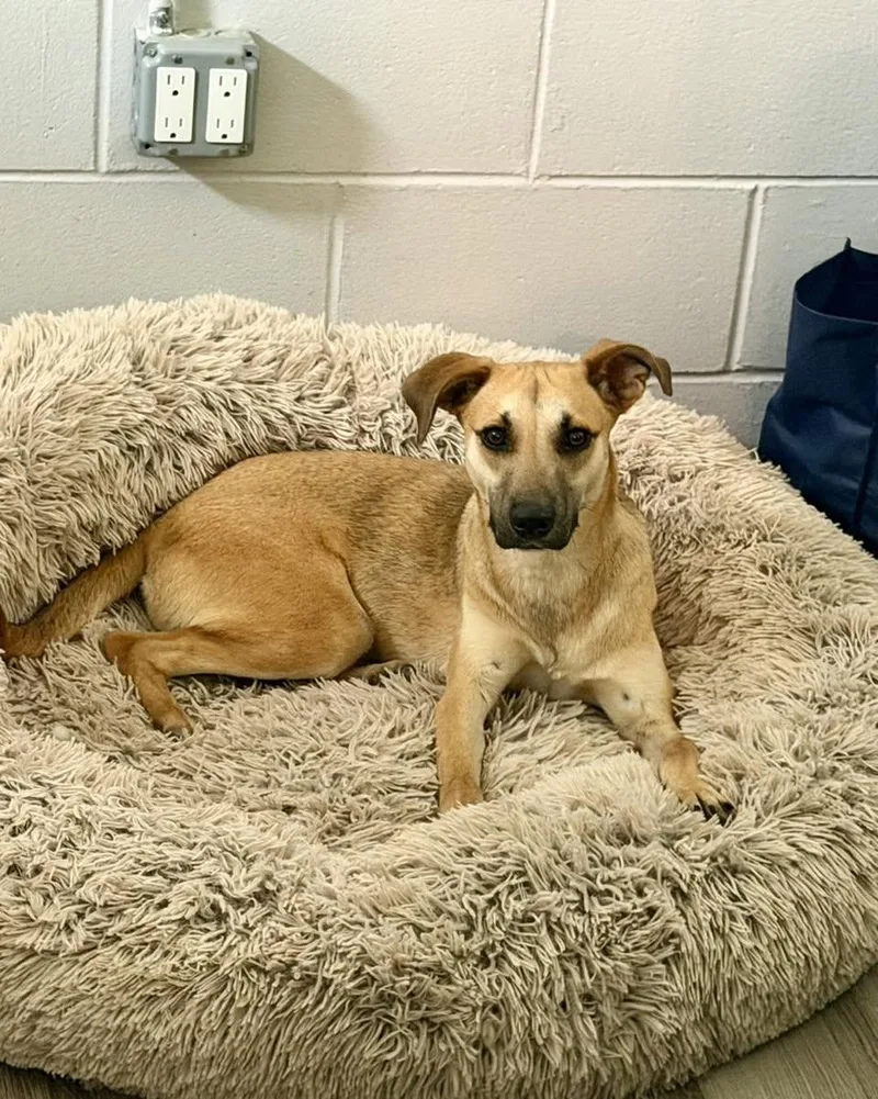 A young medium-sized female Shepherd dog named Vicki for adoption in Rock Hill, NY